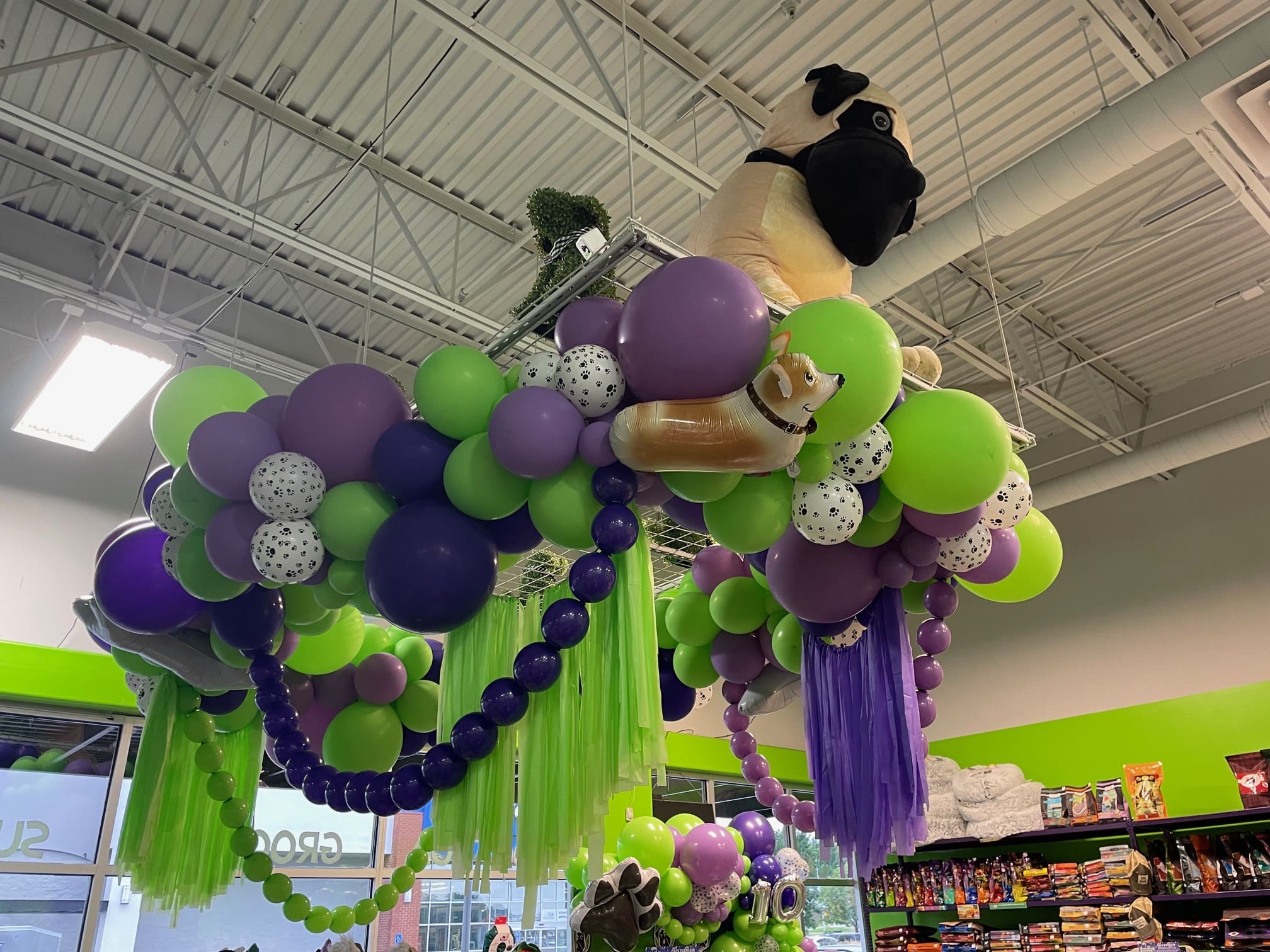 balloon decor balloon installation inside a pet store